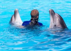 Do Dolphins Get Alzheimer’s?