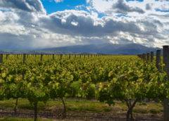American-Owned New Zealand Winery Releases 92 Point Central Otago Pinot Noir