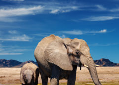 FoA to DOI: End the Import of Elephant Skins