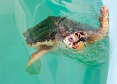 Rescued Blind Sea Turtle, “Snorkel,” Joins Winter the Dolphin from the Dolphin Tale Movies