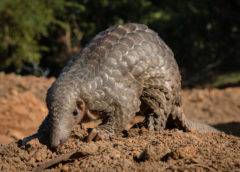 Undercover investigation: Shocking footage of pangolin poaching uncovered