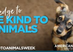 Celebrate American Humane’s ‘Be Kind to Animals Week®’ (May 5-11)
