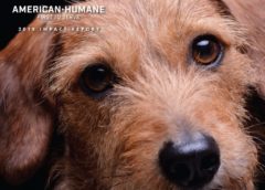 American Humane Details Global Efforts in Protecting World’s Animals
