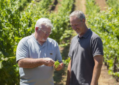 California Vintners Gear Up for 2019 Harvest
