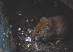 Southern California Rodent Extermination Company Assists Homeowners During COVID-19 Pandemic