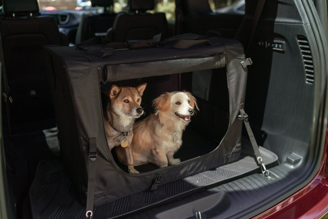 Dog Lovers