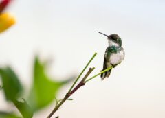 How Hummingbirds Survive Winter
