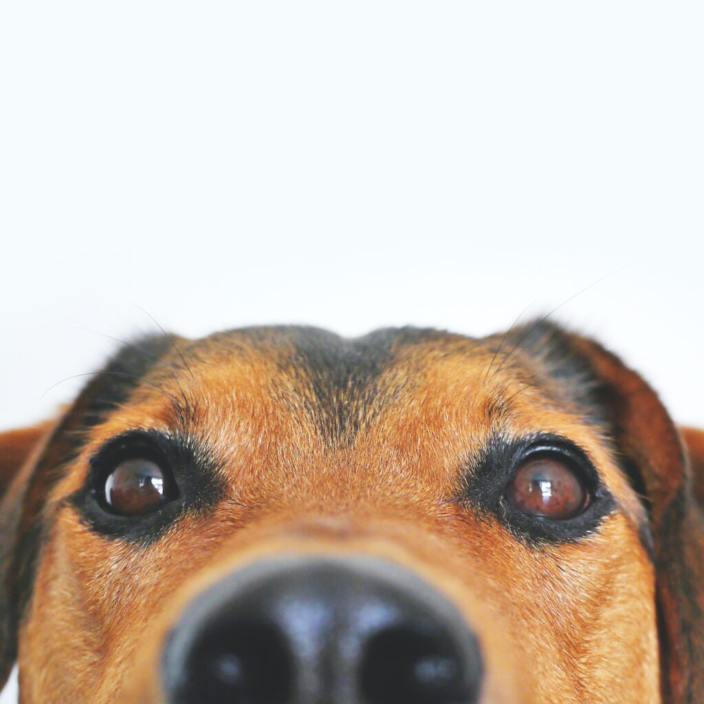 Dogs