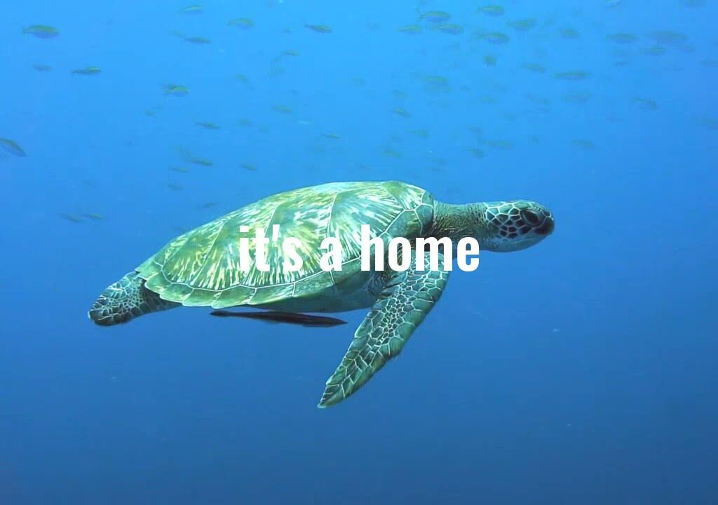 Marine Mammal