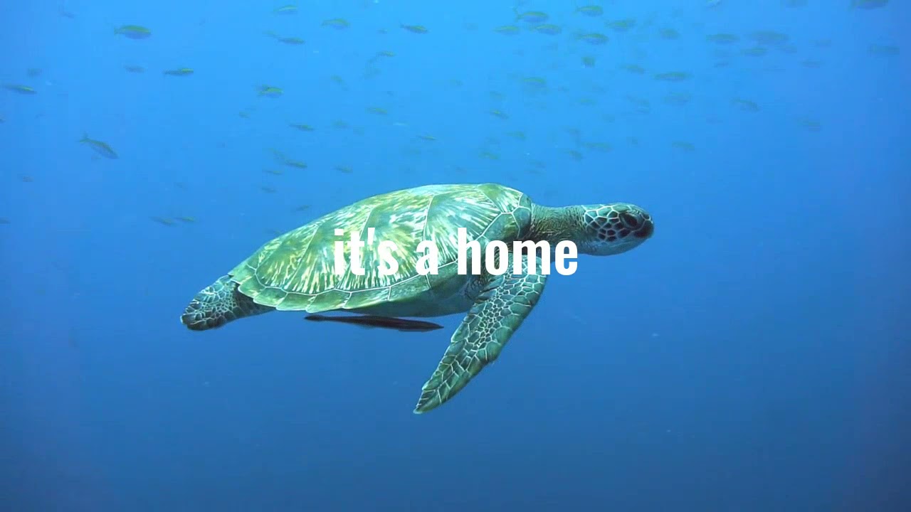 Marine Mammal