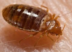 Bed Bugs Went Away and Now They Are Back. Why and What To Do About Them?