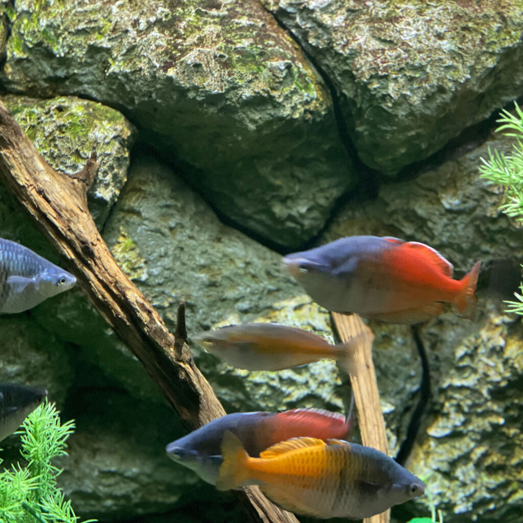 Aquarium