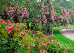 Nature’s Magical Place – Gibbs Gardens is where roses reign all summer