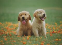 Central Park Puppies Expands Puppy Home Delivery To 30 States In U.S. East Coast From Maine To Florida