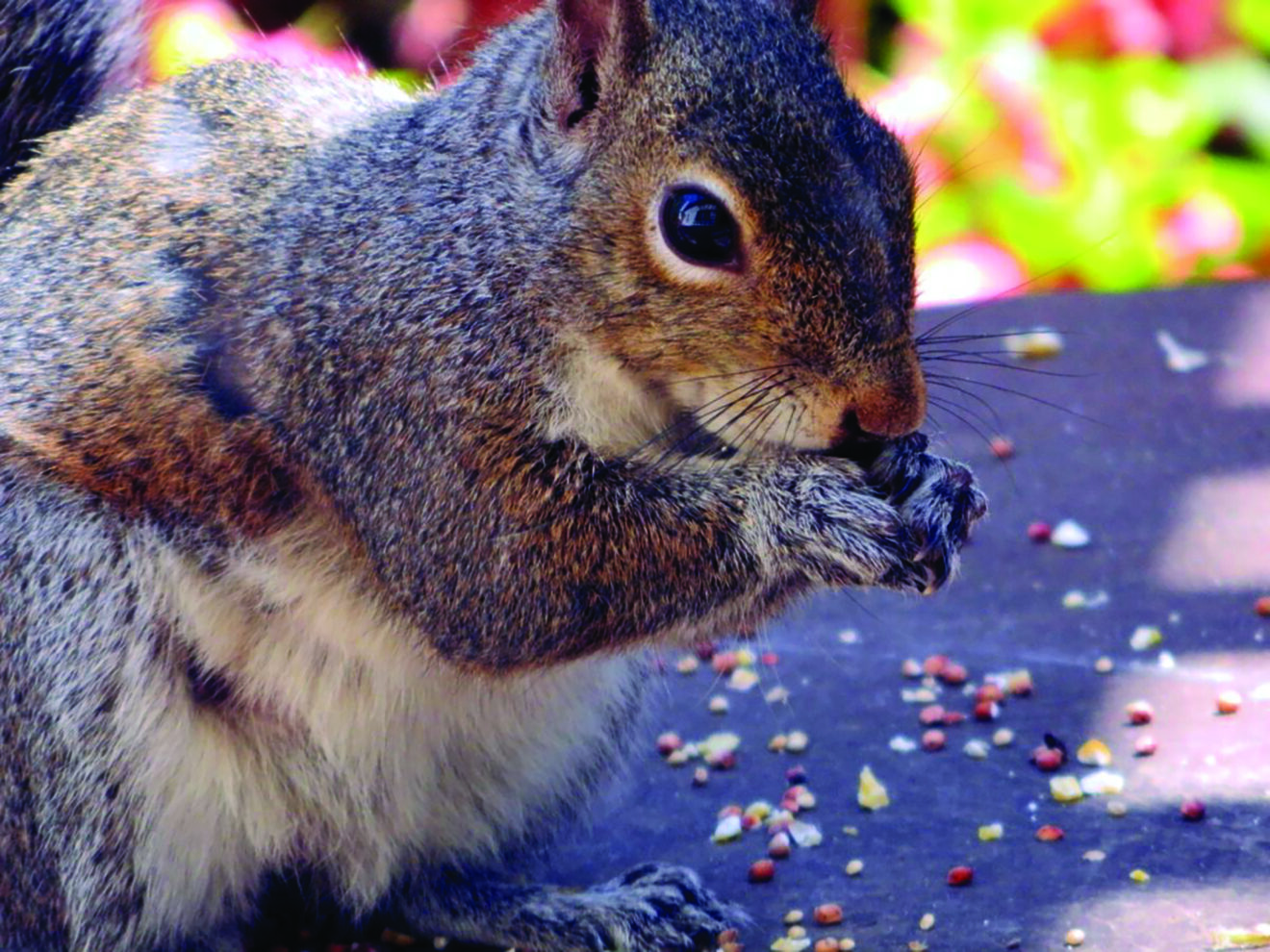 Squirrels