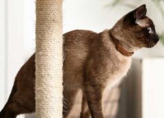 4 Ways to Help Make Sure Your Cat is Healthy