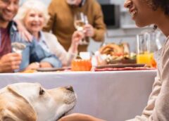 4 Tips for First-Time Pet Owners Around the Holidays