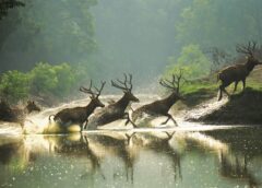 Dafeng Milu Deer Photograph Selected into The Convention on Biological Diversity Photographic Exhibition