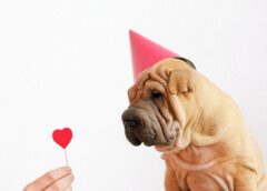 1 Dog Year Is NOT 7 Human Years. And 13 More Truths Over Myths