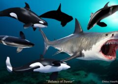 “Killer” Whales May Have Killed Off Megalodon
