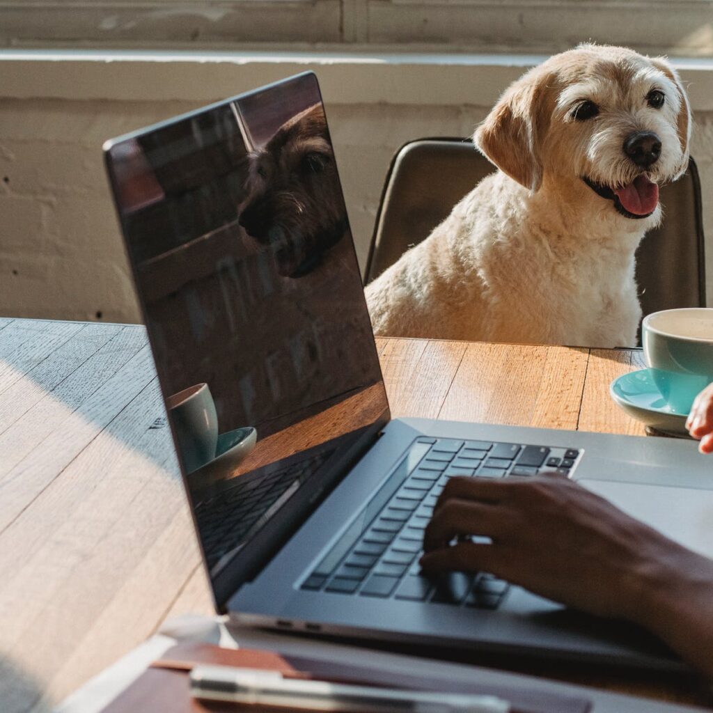 faceless black lady working remotely on laptop near dog