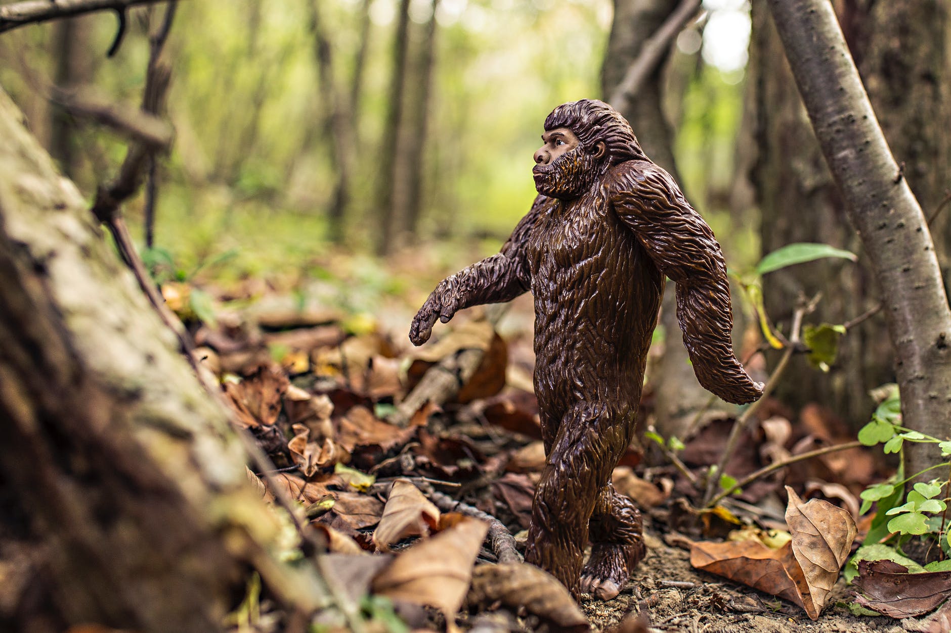 nature walking animal strong