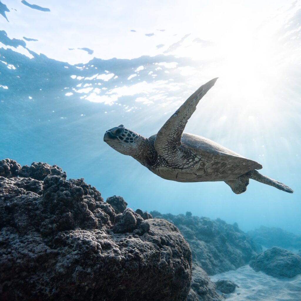 photo of sea turtle
