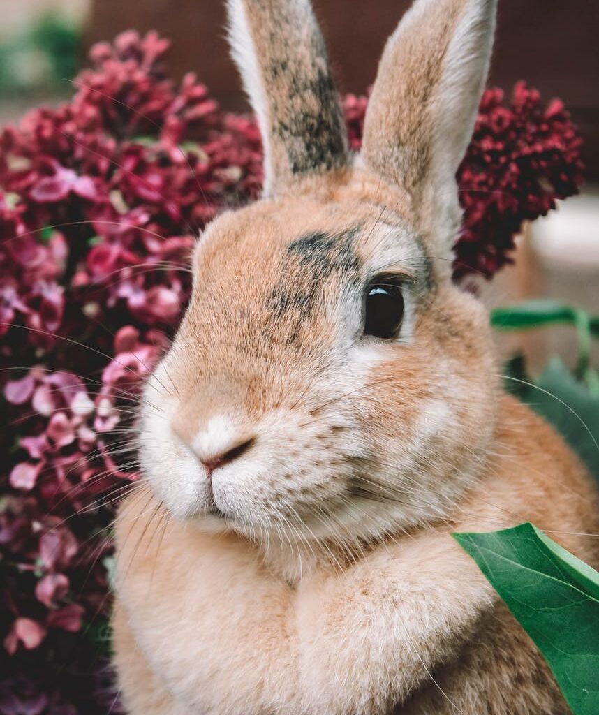 animal cute grass fur