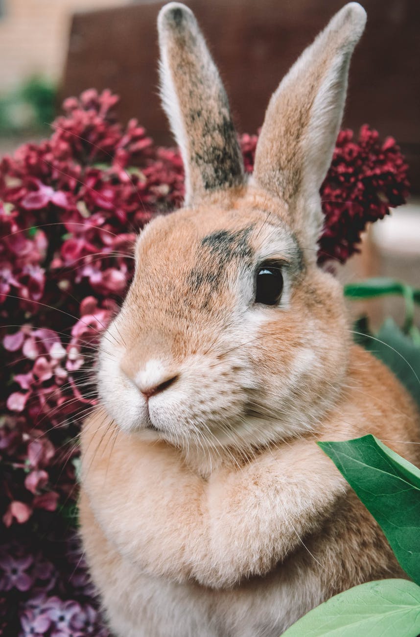 animal cute grass fur