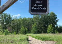 Saint-Laurent Granted Nearly $1 Million to Protect Parc Marcel-Laurin Woodland