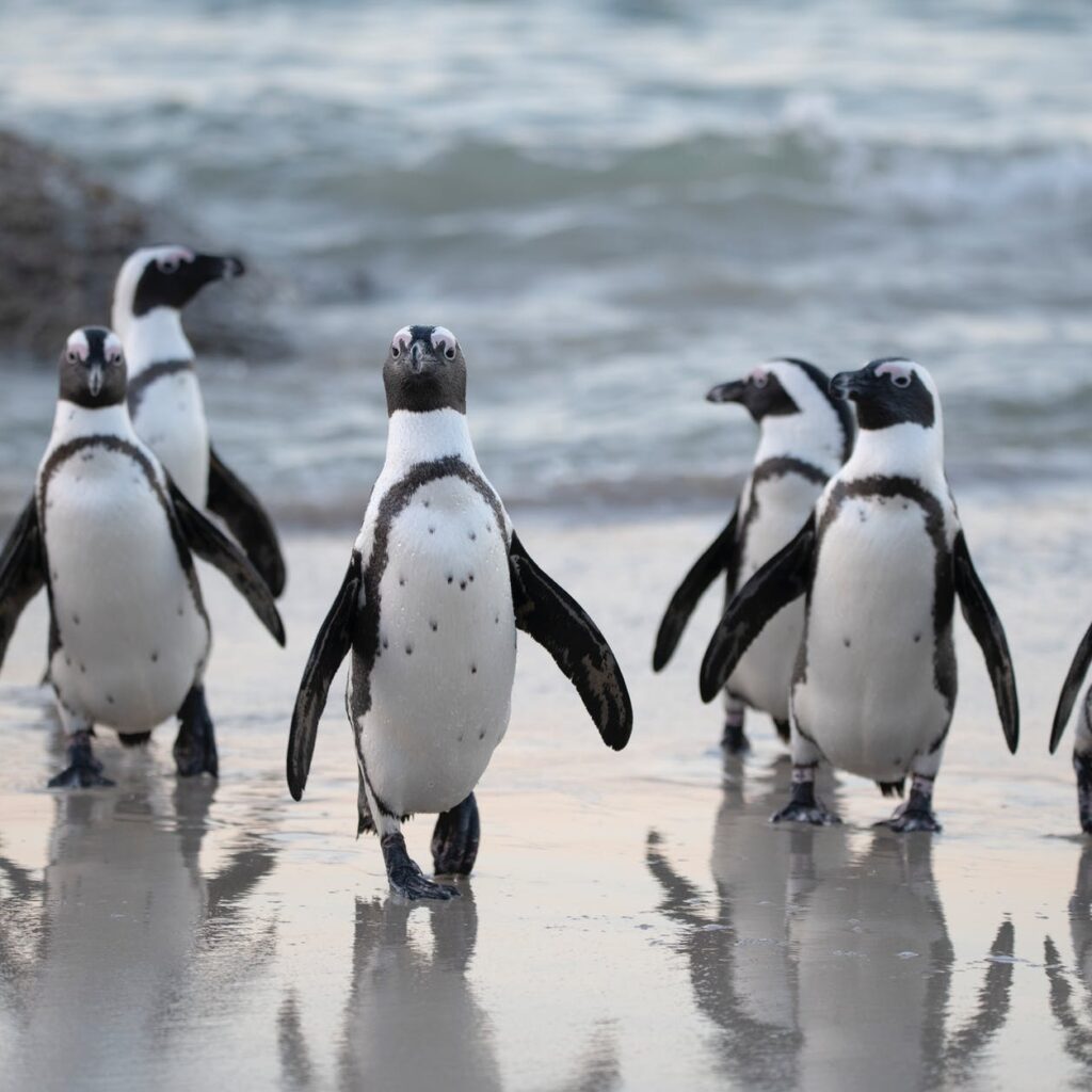 flock of penguins near sea