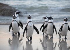 SeaWorld Celebrates World Penguin Day, Provides World-Class Animal Care to Nine Penguin Species