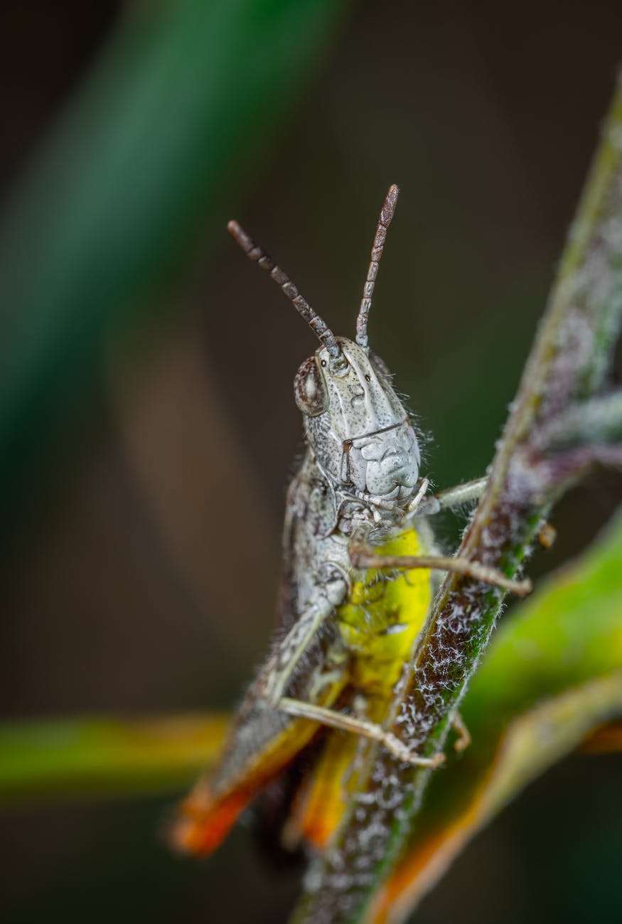 close up photo of insect