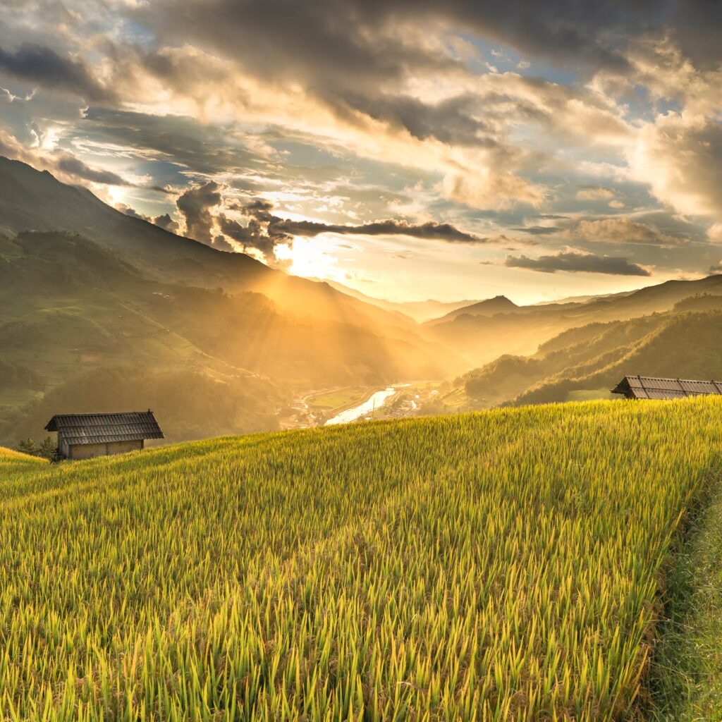 green field near houses
