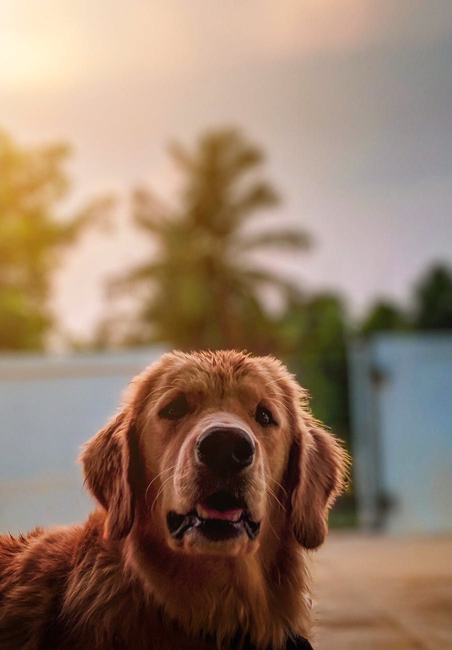 portrait of a golden retriever