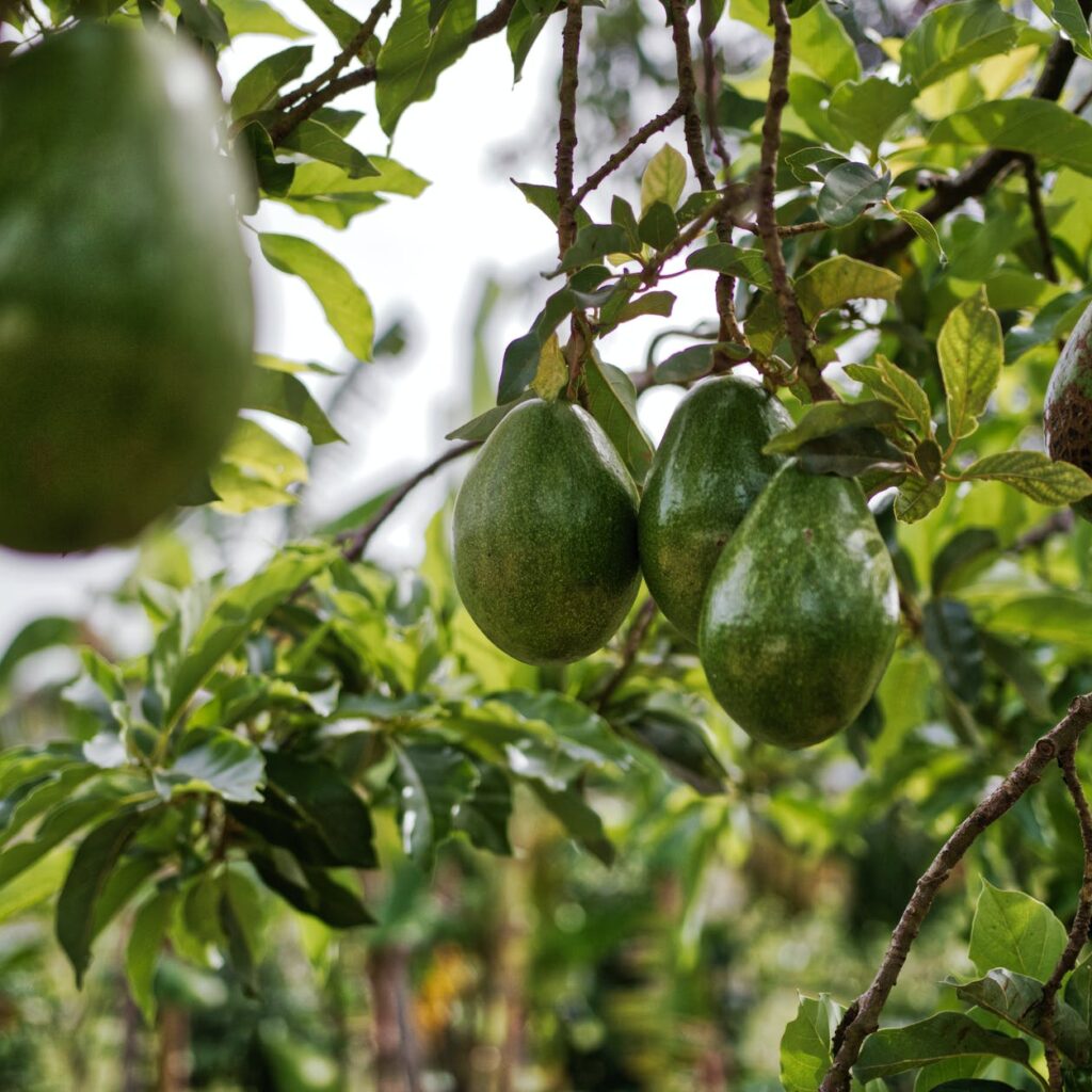 avocado fruits hanging on tree