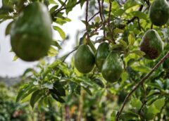 The Mexican Avocado Industry’s Commitment to Sustainability