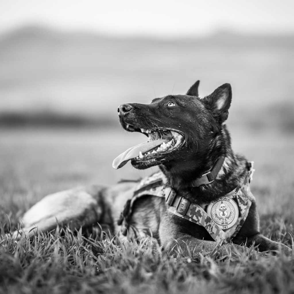 grayscale photo of a police dog resting on grass