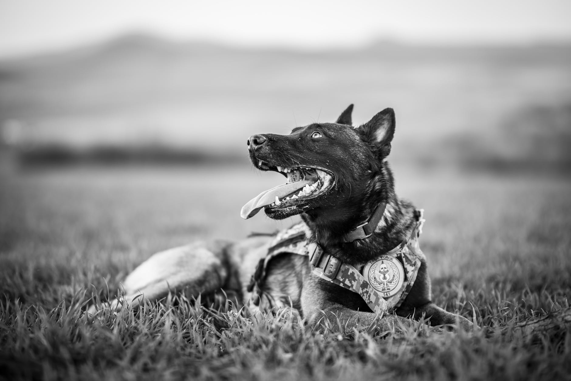 grayscale photo of a police dog resting on grass