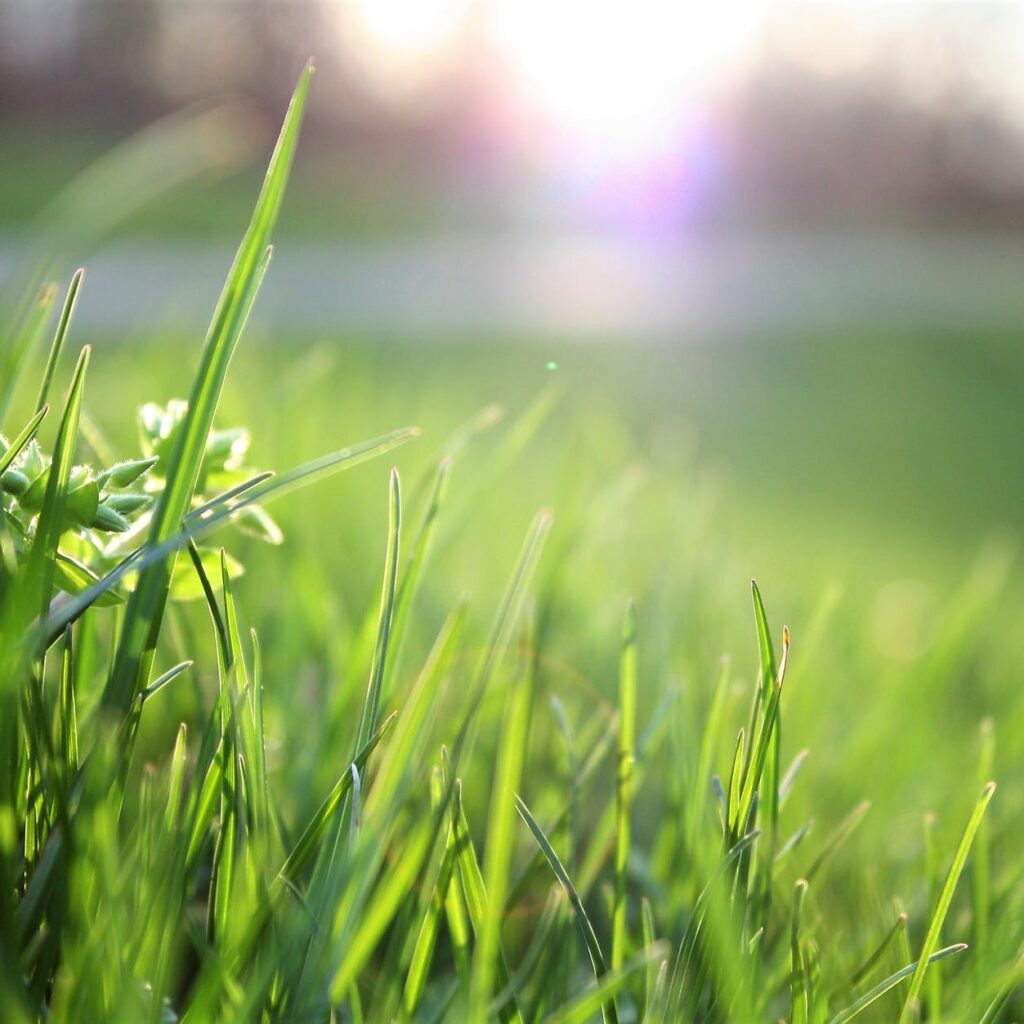 macro shot of grass field