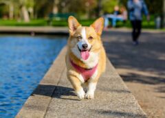 adult brown and white pembroke welsh corgi near the body of water