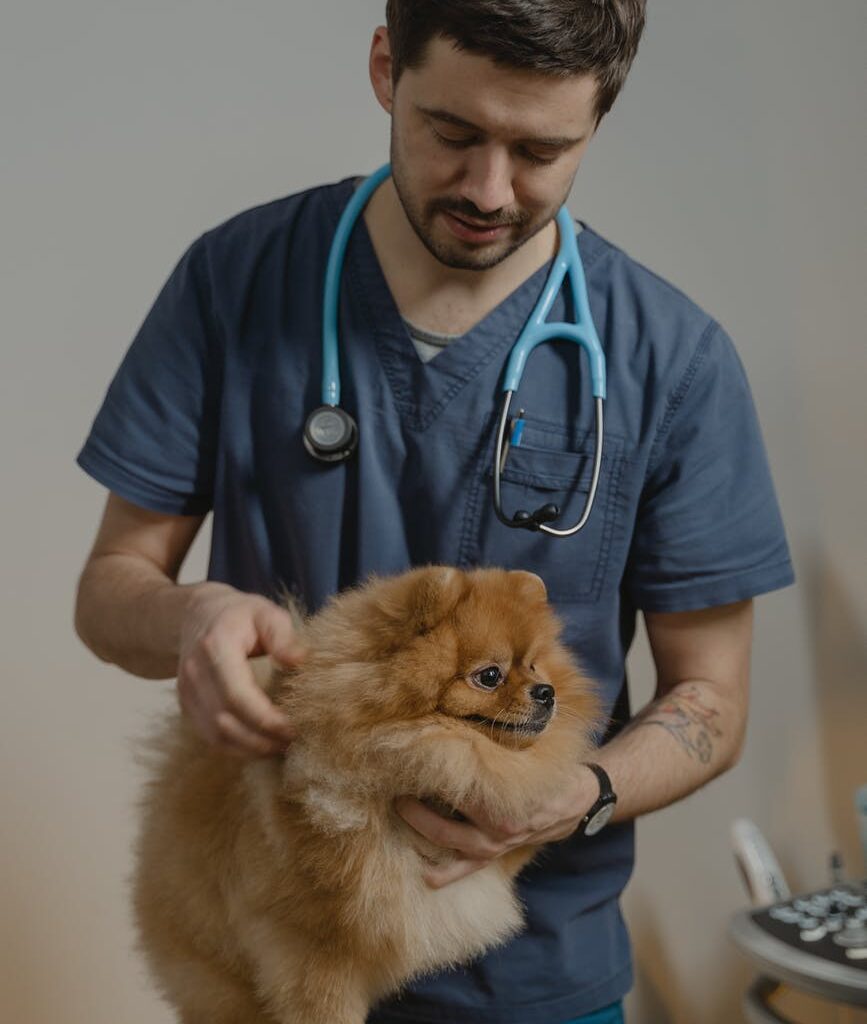 a veterinarian holding a pomeranian