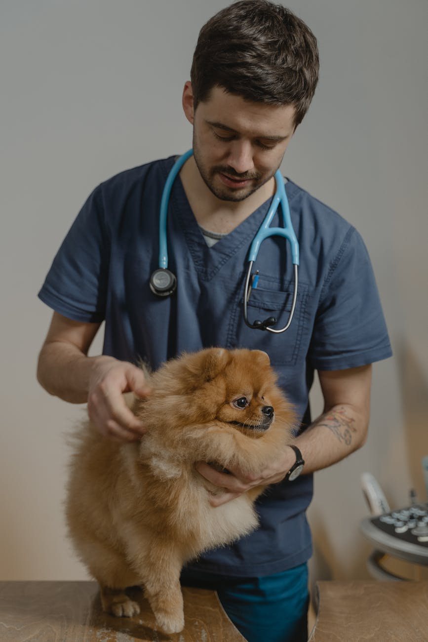 a veterinarian holding a pomeranian