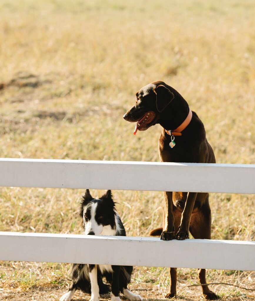 cute labrador and border collie dogs standing behind enclosure border