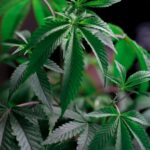 close up photo of cannabis plant