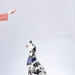 dalmatian sitting white surface