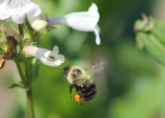 Toyota, NEEF and P2 Team Up on Pollinator Friendly Places Project