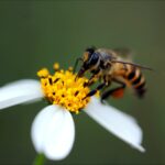 macro photography of bee
