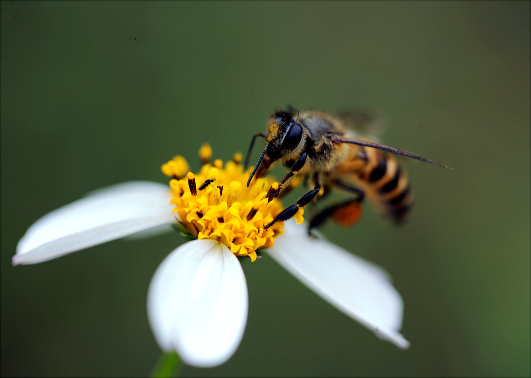 macro photography of bee