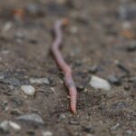 earthworm on brown soil